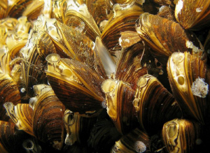 ..Mussels by Veronika Matějková 